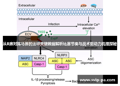 从B席对阵马赛的法甲关键数据解析比赛节奏与战术驱动力机理探秘